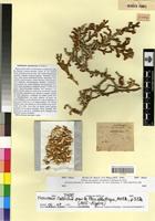 Type of Anabasis prostrata Pomel [family CHENOPODIACEAE]