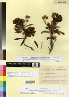 Type of X cistus cyprius Lamk. var. pictus P. et F.Q. [family CISTACEAE]