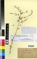 Syntype of Atriplex leptostachys Chevall. [family CHENOPODIACEAE]