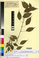 Type of Acalypha psilostachya A. Rich. [family EUPHORBIACEAE]