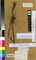 Lectotype of Epilobium numidicum Battandier [family ONAGRACEAE]