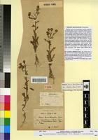 Syntype of Senecio mauritanicus Pomel [family ASTERACEAE]