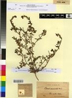 Type of Ononis marmorata Murb. [family FABACEAE-PAPILIONOIDEAE]