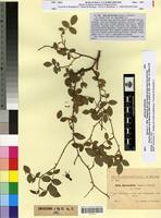 Type of Rosa bernarditae Sennen&Mauricio [family ROSACEAE]
