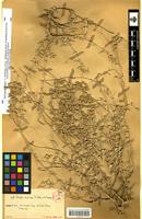Isoparatype of Atriplex malvana Aellen&Sauvage [family CHENOPODIACEAE]
