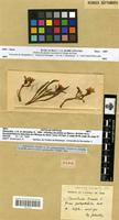 Holotype of Convolvulus lineatus L. var. pentapetaloides Batt. [family CONVOLVULACEAE]