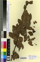 Type? of Quercus alpest.x fagin.x nordafr. f. curticupularis Villar [family FAGACEAE]