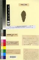 Type? of Quercus faginea Lam. f. glabrata Villar [family FAGACEAE]