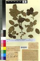 Type? of Quercus ilex L. subf. major Villar [family FAGACEAE]