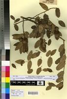 Syntype of Quercus x kabylica Trab. [family FAGACEAE]