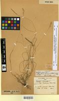 Type of dactylis glomerata L. subsp. mairei Zohary & Stebbins [family POACEAE]