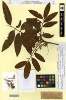 Isotype of cupania spruceana Hook. [family SAPINDACEAE]