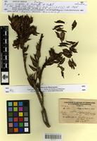 Isotype of Bejaria congesta Fedtsch. & Basil. [family ERICACEAE]