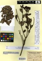 Isolectotype of Bejaria tricolor Hérincq [family ERICACEAE]