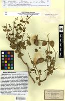 Isotype of Daemia schmittiana Pomel [family ASCLEPIADACEAE]