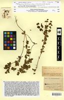 Isotype of Euphorbia cernua Boiss. [family EUPHORBIACEAE]
