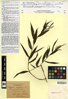 Isotype of Panicum fruticosum Salzm. [family POACEAE]