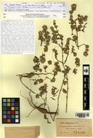 Type? of Gossypianthus australis Griseb. [family AMARANTHACEAE]