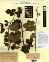 Syntype of Rubus x exotericus Sudre [family ROSACEAE]