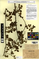Lectotype of Rubus nemorosus Hayne & Willd. var. parviflorus Martrin-Donos [family ROSACEAE]