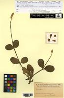 Isotype of Froelichia chacoensis Chodat [family AMARANTHACEAE]