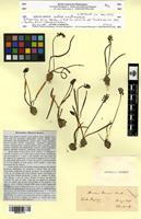 Botryanthus kerneri Marches. [family HYACINTHACEAE]
