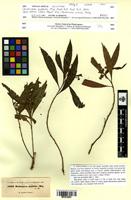 Isotype of Dodonaea pallida Miq. [family SAPINDACEAE]