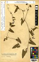 Isotype of Euglypha rojasiana Chodat & Hassl. [family ARISTOLOCHIACEAE]