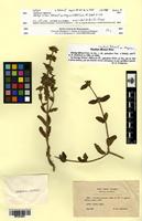 Isotype of Stachys milanii Magnier [family LAMIACEAE]