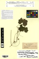 Isotype of Hydrocotyle grossulariifolia Rusby var. jamesonii Mathias [family ARALIACEAE]