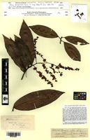 Isosyntype of Elvasia quinqueloba Engl. [family OCHNACEAE]
