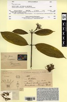 Isotype of Faramea langlassei Standl. [family RUBIACEAE]