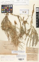 Isosyntype of Astragalus gombo Bunge [family FABACEAE]