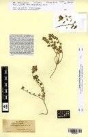 Isotype of Ononis cephalotes Boiss. [family FABACEAE]