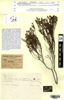Isosyntype of Hypericum pseudobrathys Turcz. [family HYPERICACEAE]