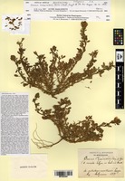Isosyntype of Ononis cossoniana Boiss. & Reut. [family FABACEAE]