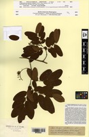 Isosyntype of Crudia pubescens Benth. [family FABACEAE]