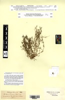 Isosyntype of Galium decaisnei Boiss. [family RUBIACEAE]