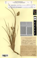 Isotype of Cynosurus junceus Murb. [family POACEAE]