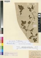 Syntype of Convolvulus glaouorum Braun.-Blanq. & Maire [family CONVOLVULACEAE]