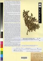 Type? of Ononis schousboei Cosson [family FABACEAE-PAPILIONOIDEAE]