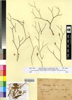 Type? of Launaea acanthoclada Maire [family ASTERACEAE]