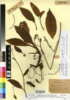 Isotype of Echium mentagense Maire [family BORAGINACEAE]