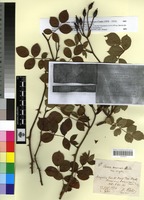 Holotype of Rosa arvensis Huds var. major Coste [family ROSACEAE]