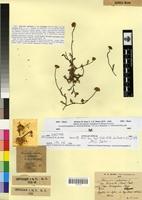 Syntype of Anacyclus valentinus L. var. homogamus Maire [family ASTERACEAE]