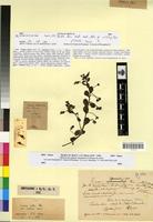 Type? of Linaria reflexa Desf. var. cirtensis Maire [family SCROPHULARIACEAE]