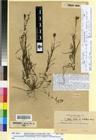 Type? of Linaria elegans Munby var. albiflora Maire [family SCROPHULARIACEAE]