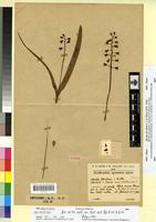 Type of Bellevalia cyrenaica Maire & Weiller [family LILIACEAE]