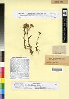 Type? of Senecio mauritanicus Pomel [family ASTERACEAE]
