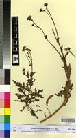Type of Senecio belbeysius Delile [family ASTERACEAE]